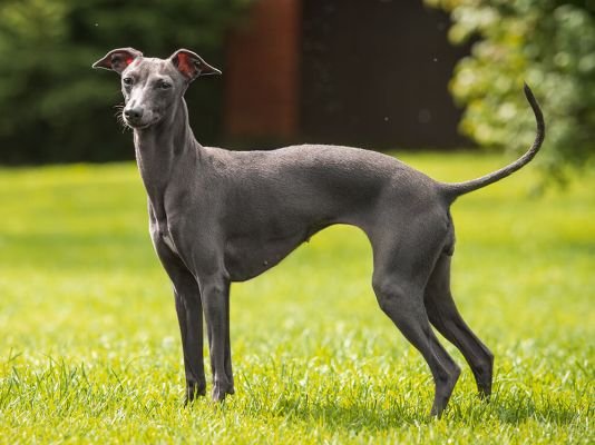 Italian Greyhound