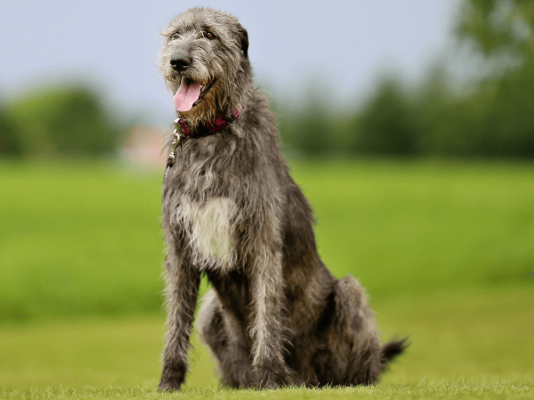 Irish Wolfhound