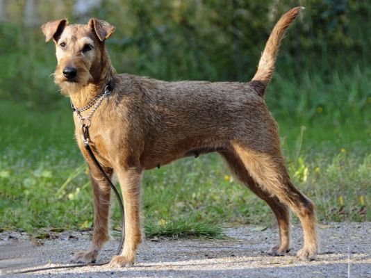 Irish Terrier