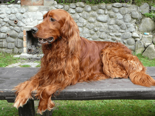 Irish Setter