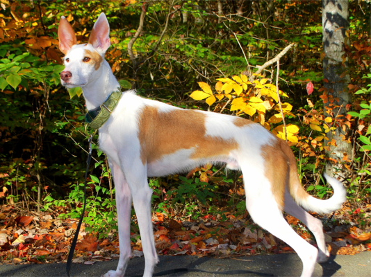 Ibizan Hound