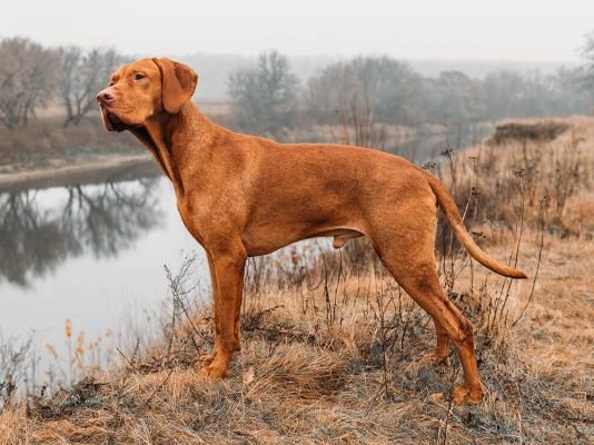 Hungarian Vizsla
