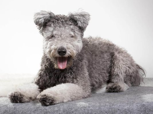 Hungarian Pumi
