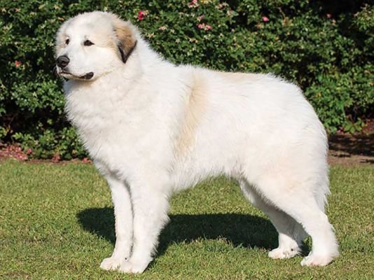 Hungarian Kuvasz