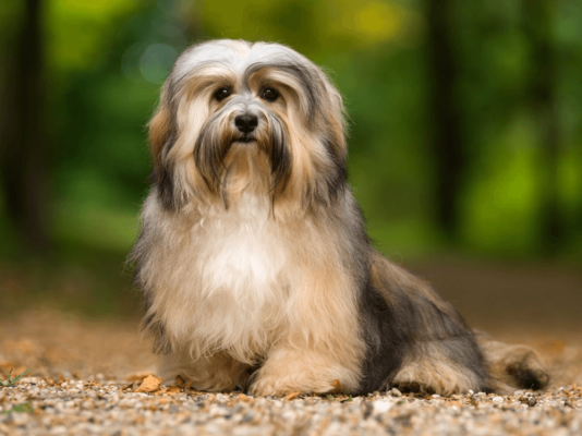 Havanese