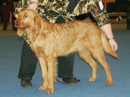 Griffon Fauve de Bretagne