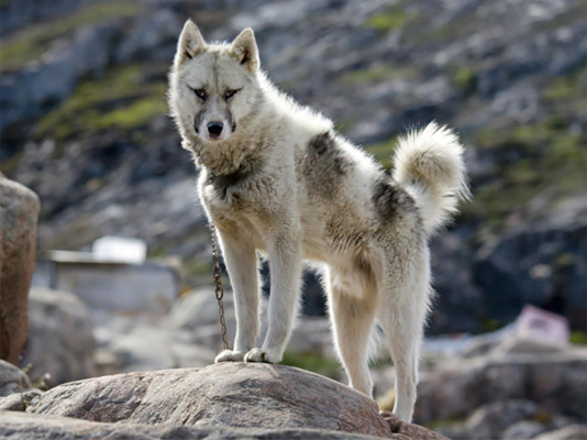 Greenland Dog
