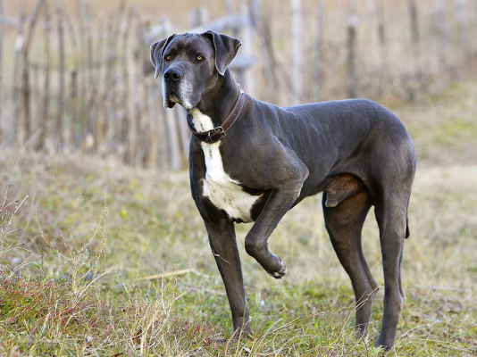 Great Dane