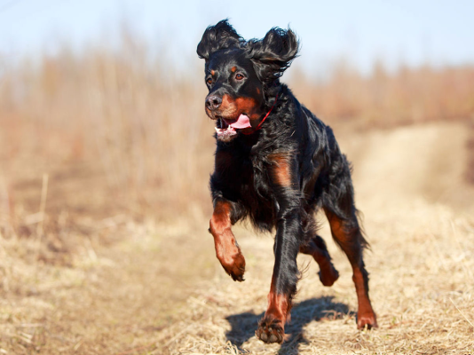 Gordon Setter