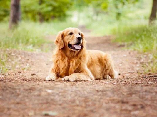 Golden Retriever