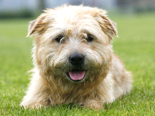 Glen of Imaal Terrier