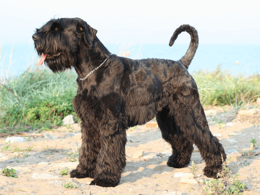 Giant Schnauzer