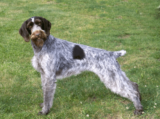 German Wirehaired Pointer