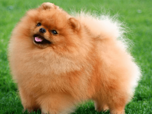 German Spitz