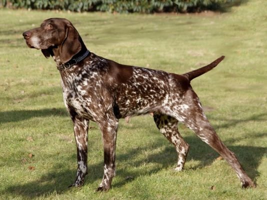 German Shorthaired Pointer