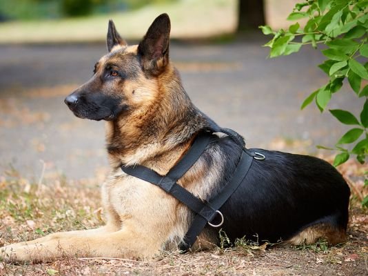 German Shepherd