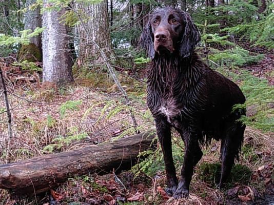 German Longhaired Pointer