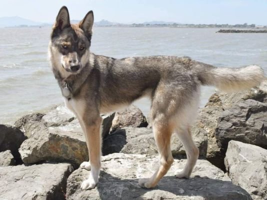 Gerberian Shepsky