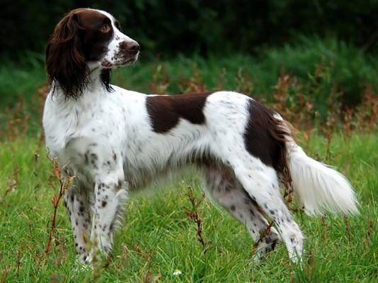 French Spaniel