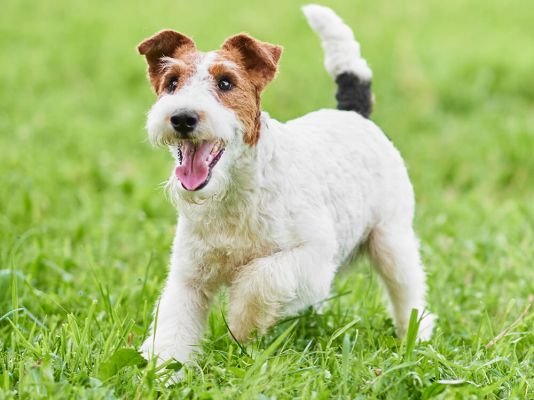 Fox Terrier