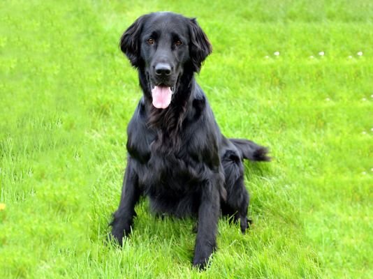 Flat coated Retriever