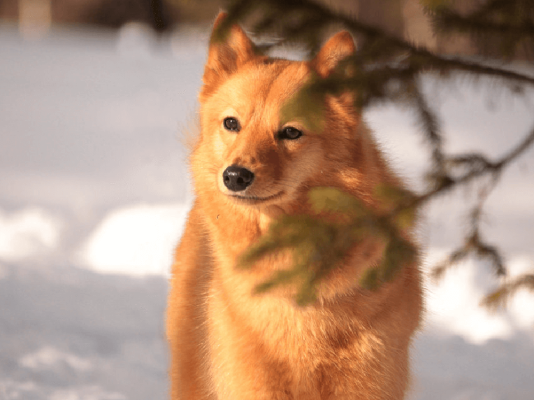 Finnish Spitz