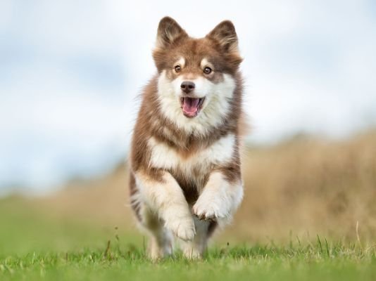 Finnish Lapphund