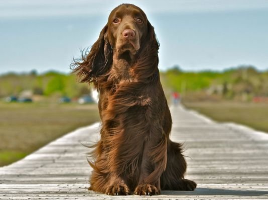 Field Spaniel