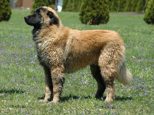 Estrela Mountain Dog
