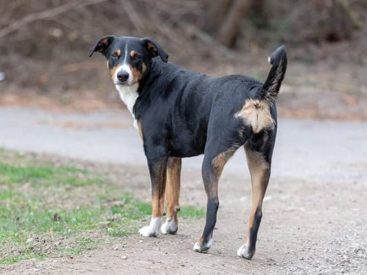 Entlebucher Mountain Dog