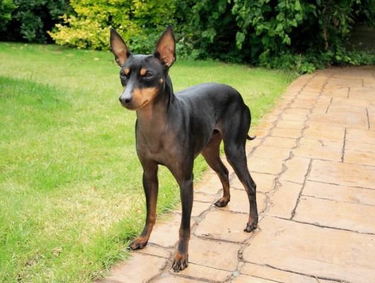 English Toy Terrier