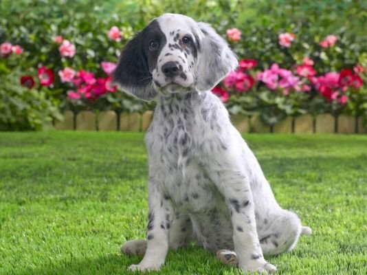 English Setter