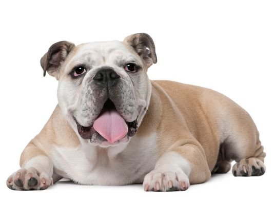 English Bulldog