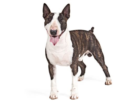 English Bull Terrier