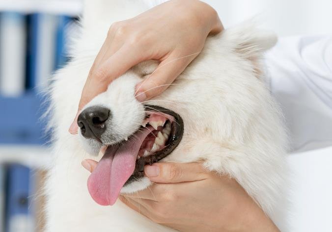 Why Does My Dog’s Breath Smell Like Fish? 5 Shocking Causes & Fast Fixes