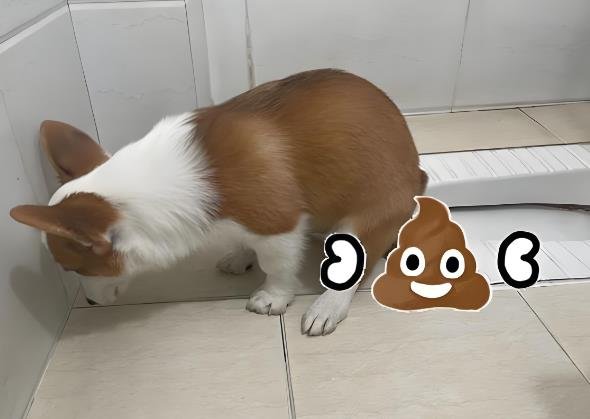 How to Housetrain a Puppy: Complete Guide for First-Time Dog Owners