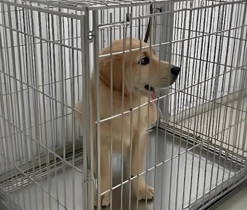 Should You Crate Train Your Dog? Pros, Cons, and What Experts Say (2026)