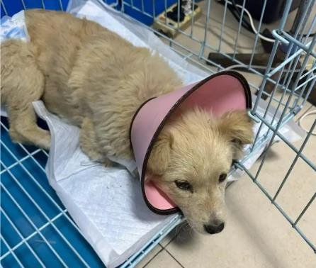 Vet-Approved: How to Handle Dog Vomiting Safely at Home (2026 Guide)