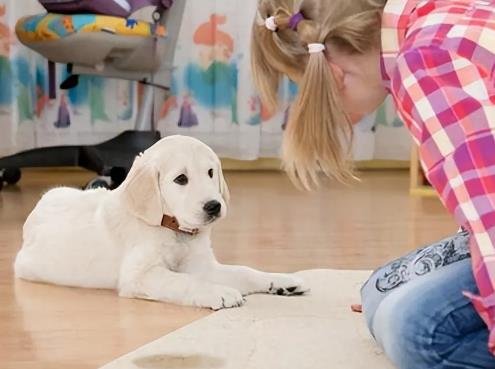 Dog Not Listening? 7 Expert-Backed Fixes to Regain Control & Build Trust (Even for Stubborn Dogs)