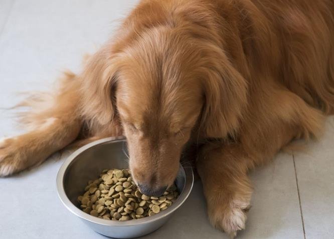 Why Is My Dog Vomiting Undigested Food? Top 5 Causes & Immediate Solutions Revealed!