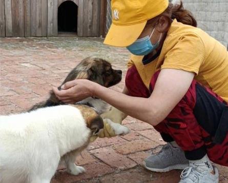 Demystifying the New Street Dog Rules: A No-Nonsense, Slightly Cranky, But Ultimately Hopeful Rant